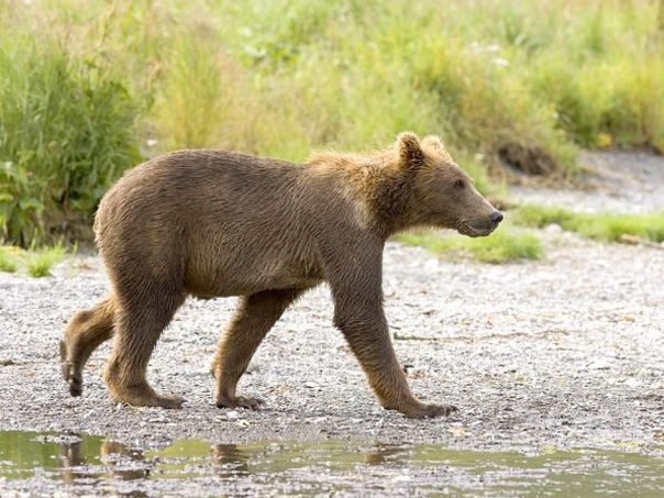 Talkeetna River Guides - rafting photo 2